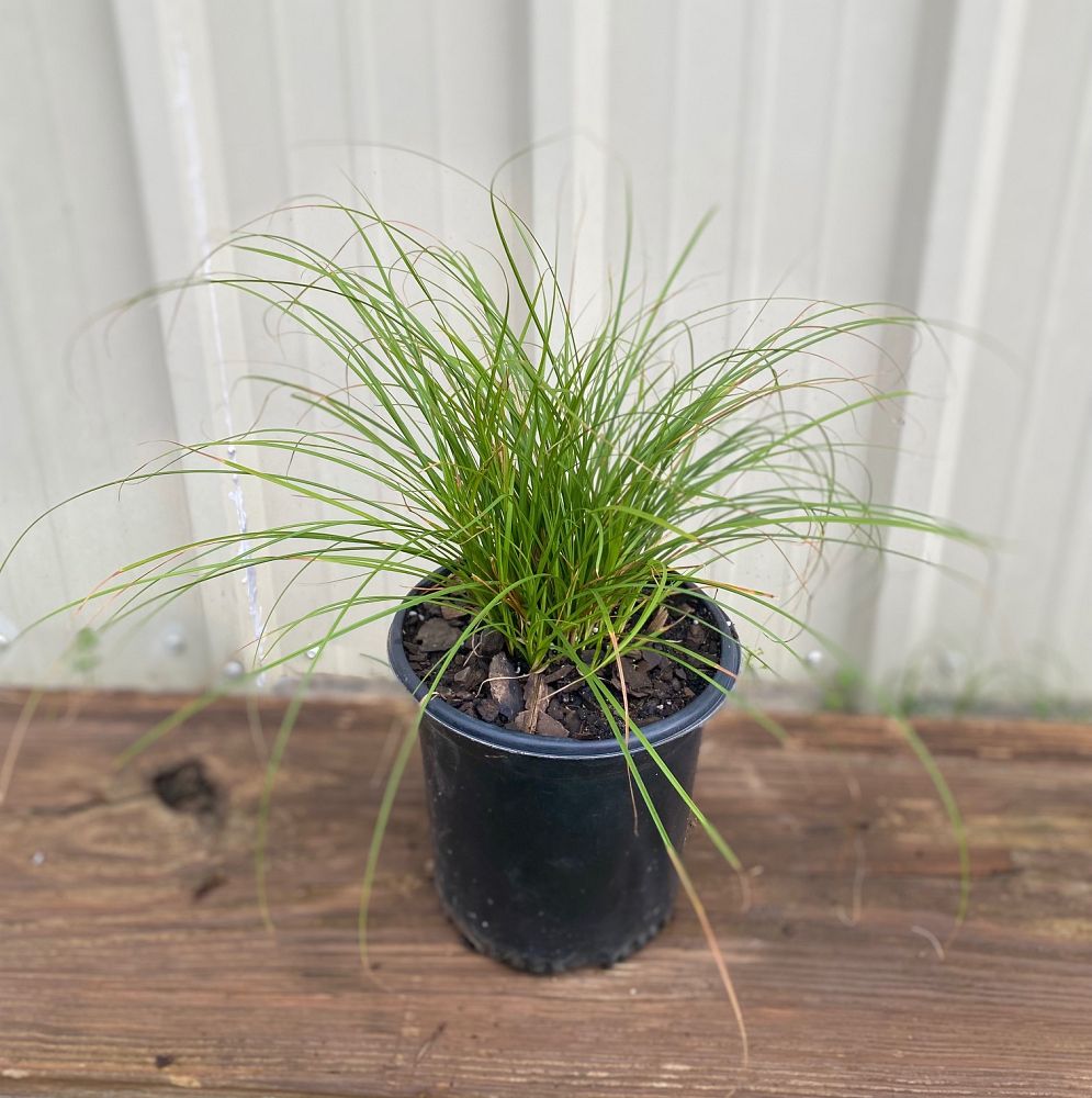 carex-tumulicola-berkeley-sedge