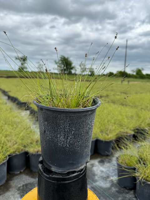 carex-tumulicola-berkeley-sedge
