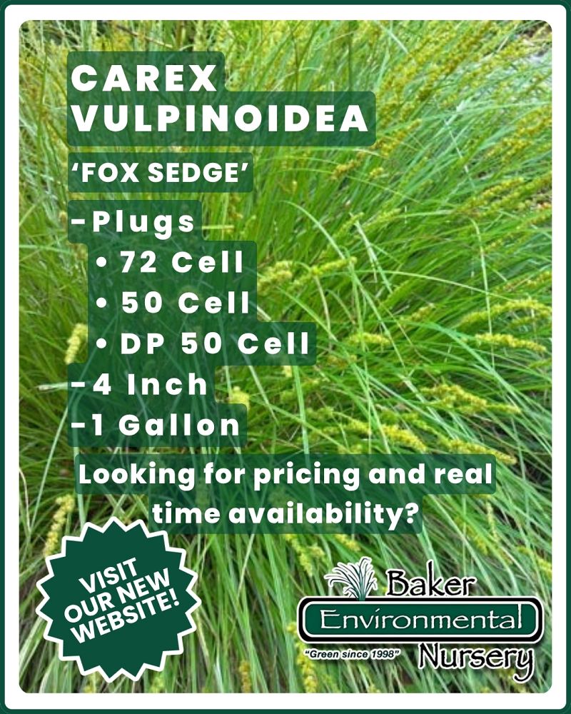 carex-vulpinoidea-fox-sedge