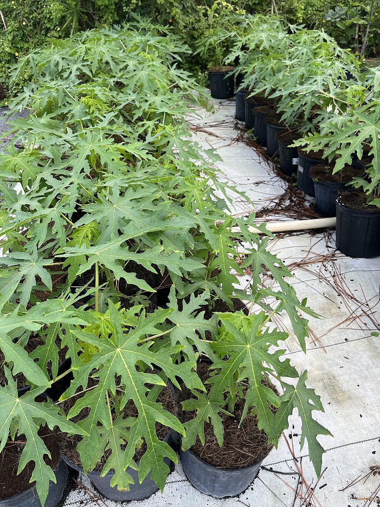 carica-papaya-caribbean-red-mamao-papaya