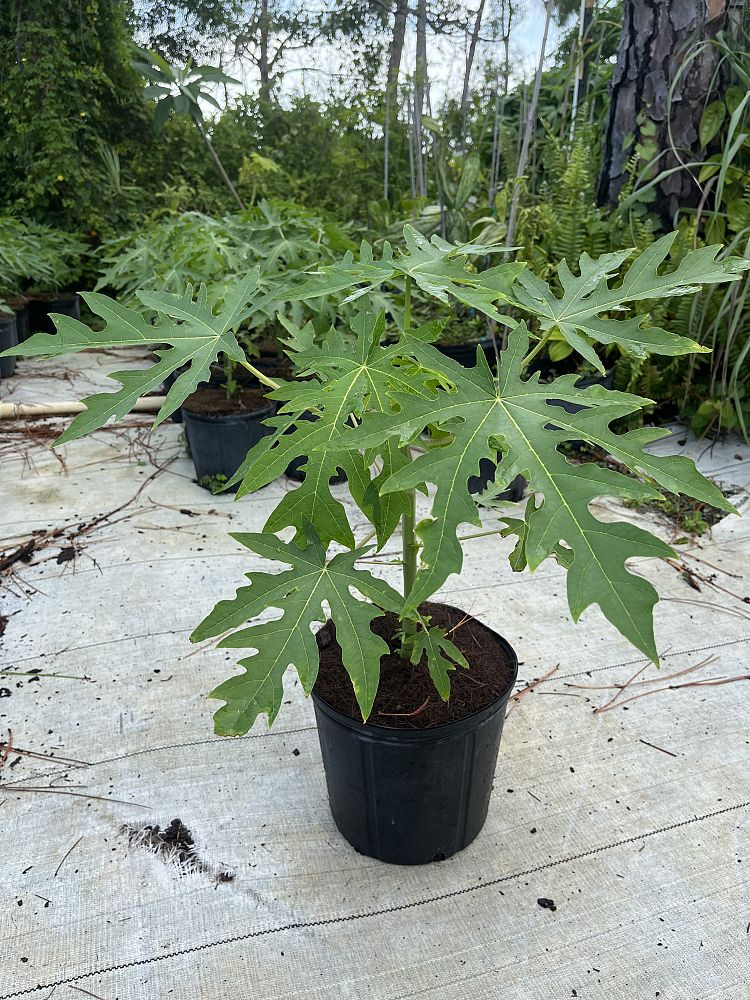 carica-papaya-caribbean-red-mamao-papaya