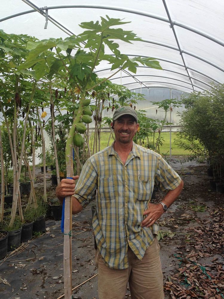 carica-papaya-papaya-edible-pawpaw