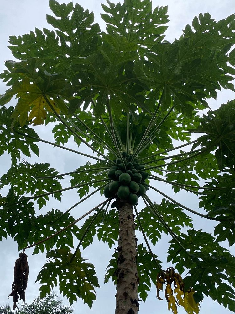 carica-papaya-papaya-edible-pawpaw