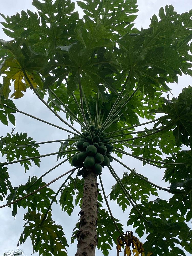 carica-papaya-papaya-edible-pawpaw