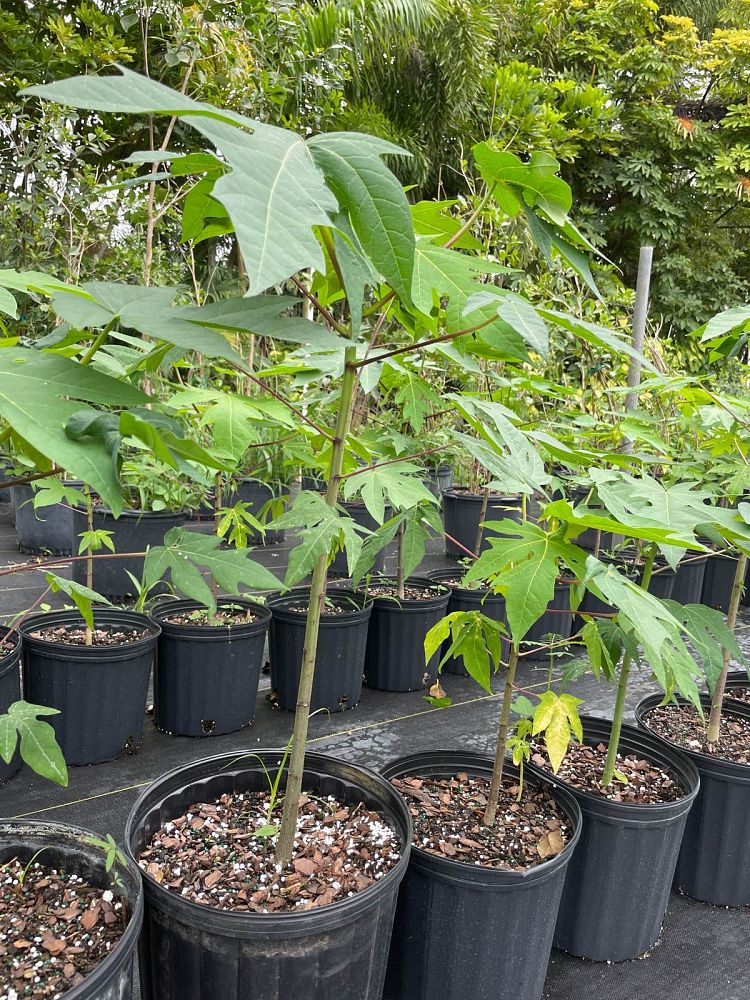 carica-papaya-papaya-edible-pawpaw