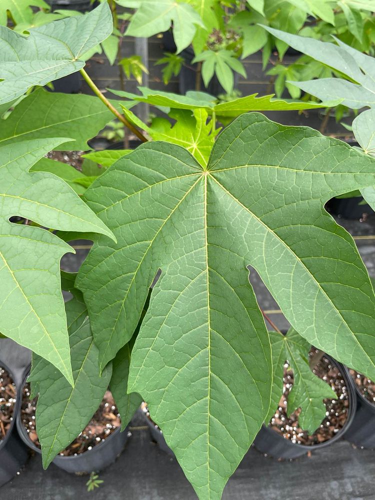 carica-papaya-papaya-edible-pawpaw