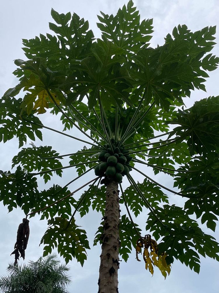 carica-papaya-papaya-edible-pawpaw