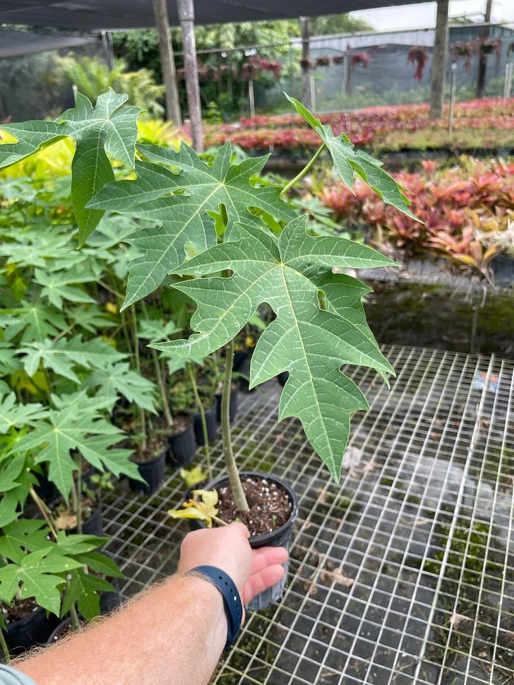 carica-papaya-papaya-edible-pawpaw