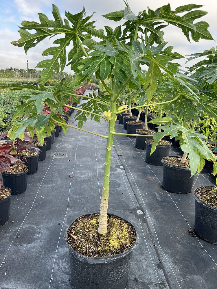 carica-papaya-red-lady-papaya-red-lady-edible-pawpaw-red-lady