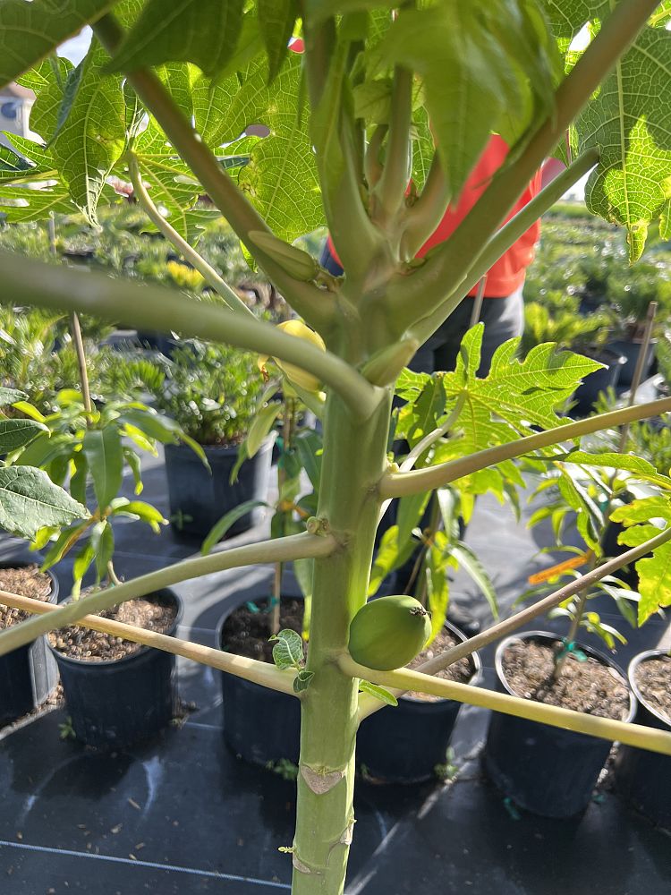 carica-papaya-red-lady-papaya-red-lady-edible-pawpaw-red-lady