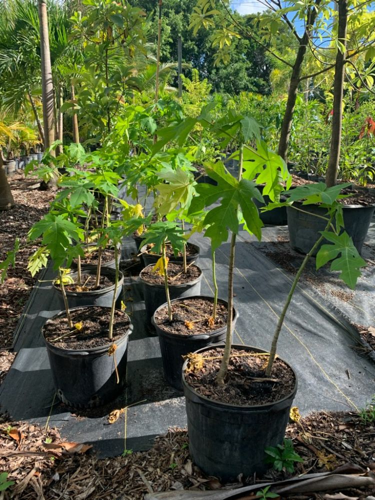 carica-papaya