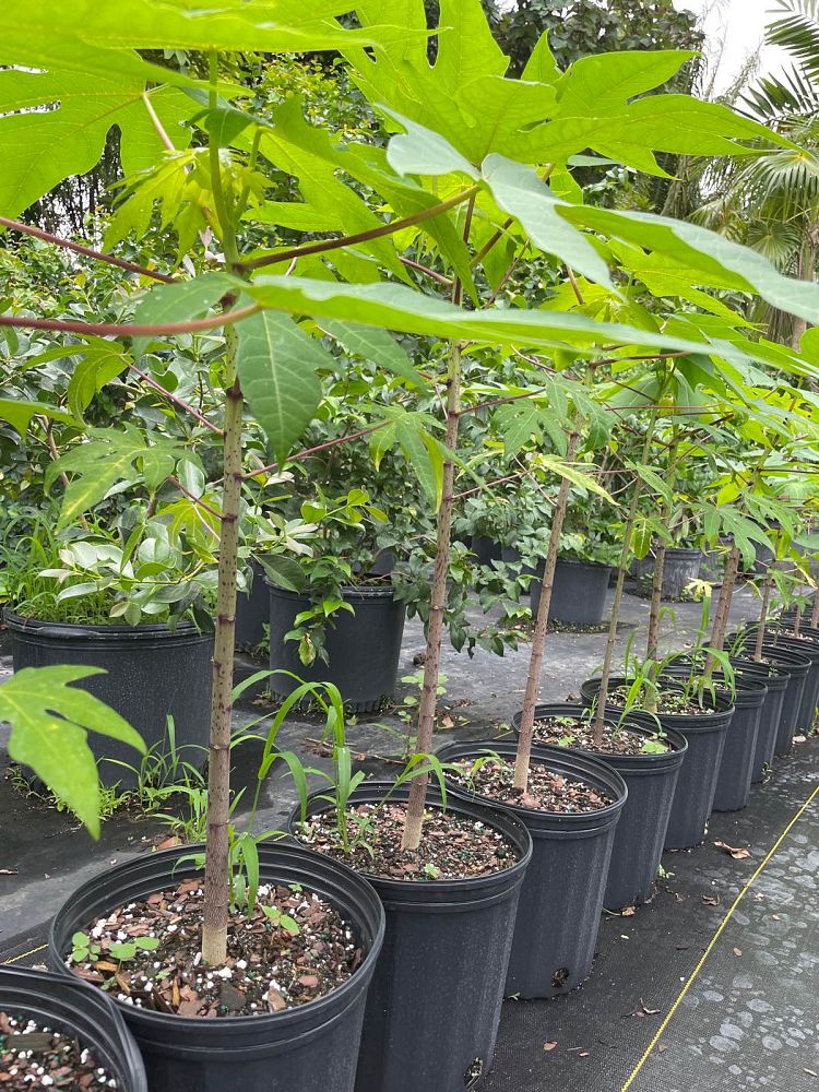 carica-papaya-thai-golden-papaya