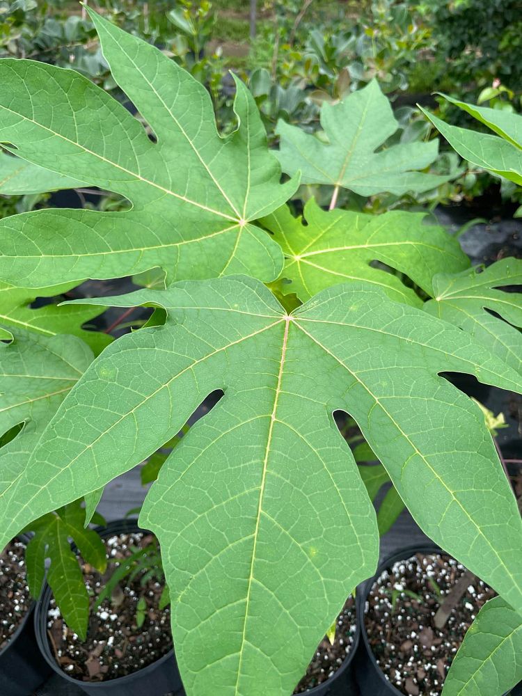 carica-papaya-thai-golden-papaya
