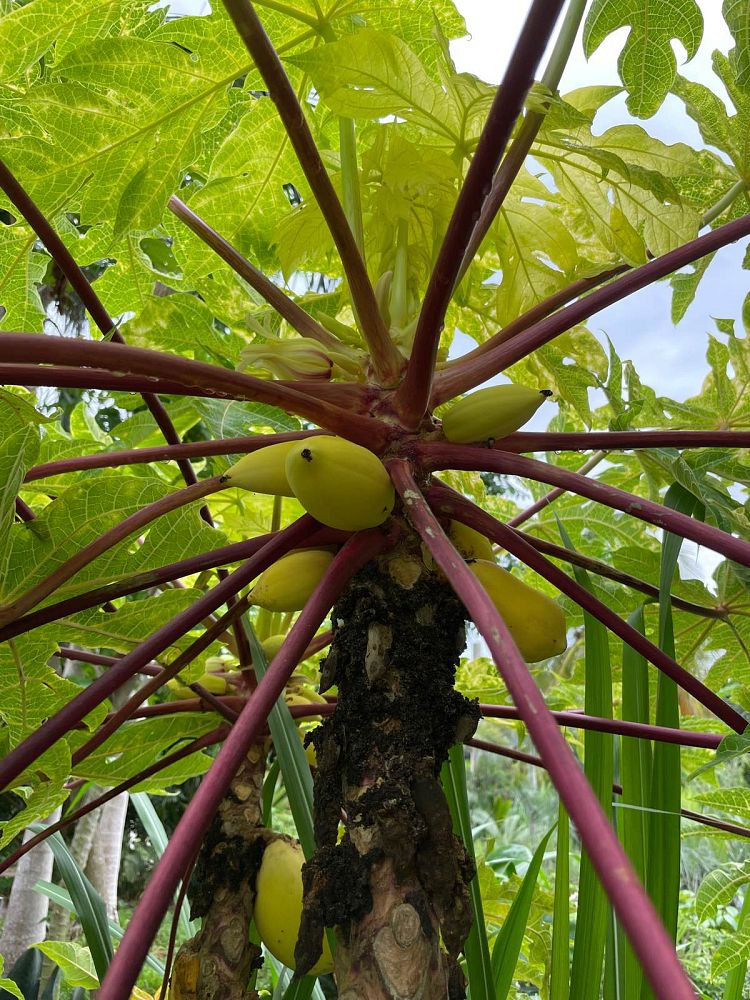 carica-papaya-thai-golden-papaya