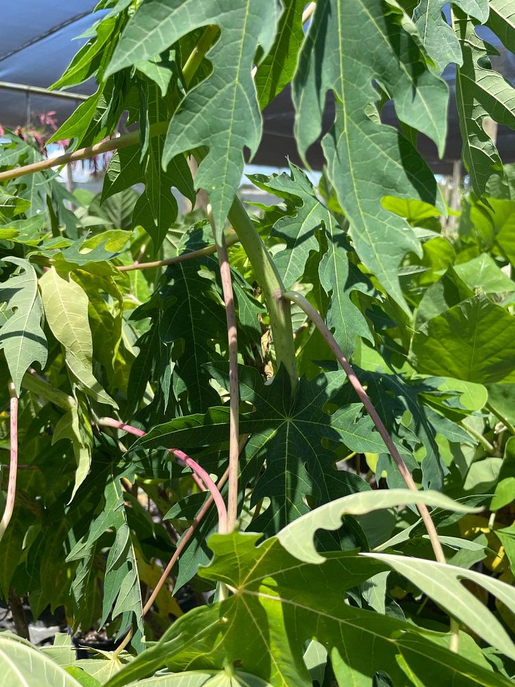 carica-papaya-thai-golden-papaya