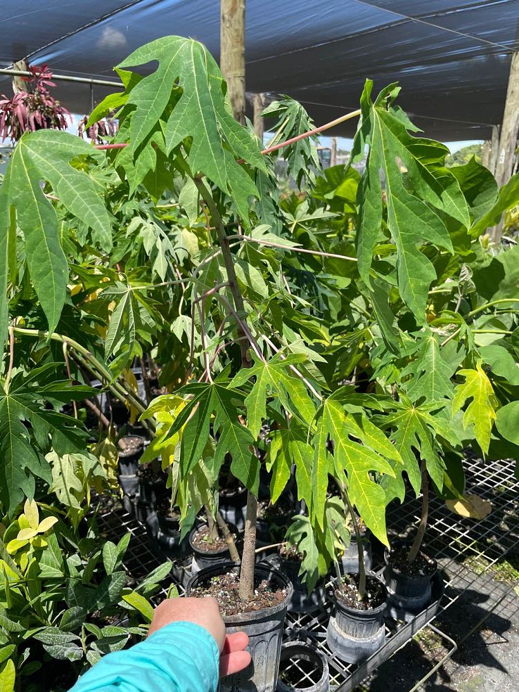 carica-papaya-thai-golden-papaya