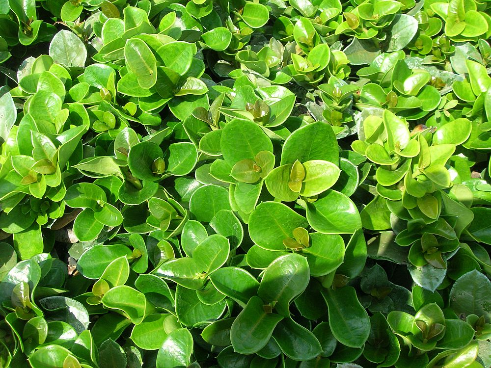 carissa-macrocarpa-boxwood-beauty-natal-plum-carissa-grandiflora