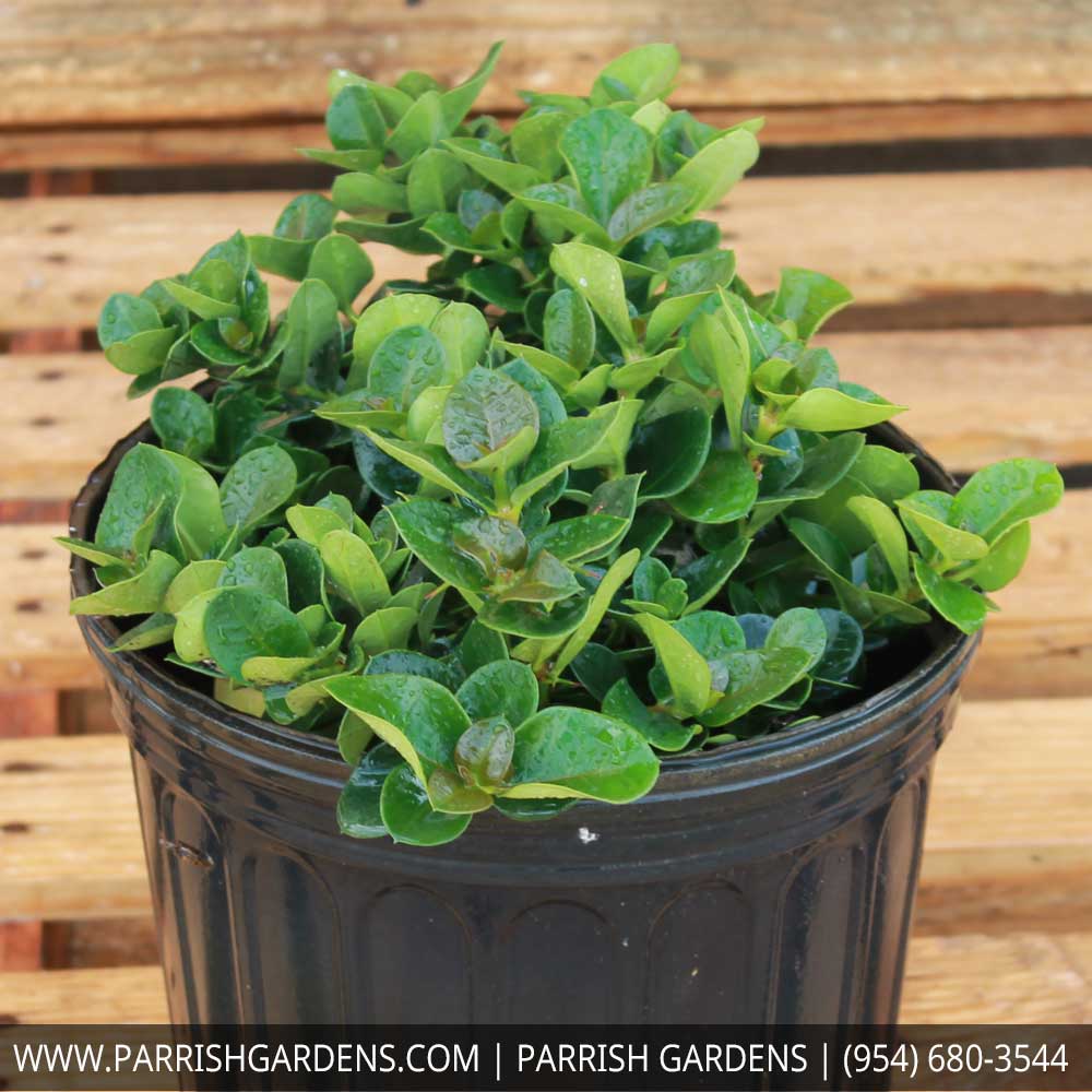 carissa-macrocarpa-boxwood-beauty-natal-plum-carissa-grandiflora
