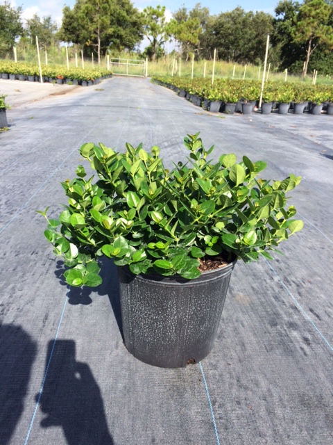carissa-macrocarpa-boxwood-beauty-natal-plum-carissa-grandiflora