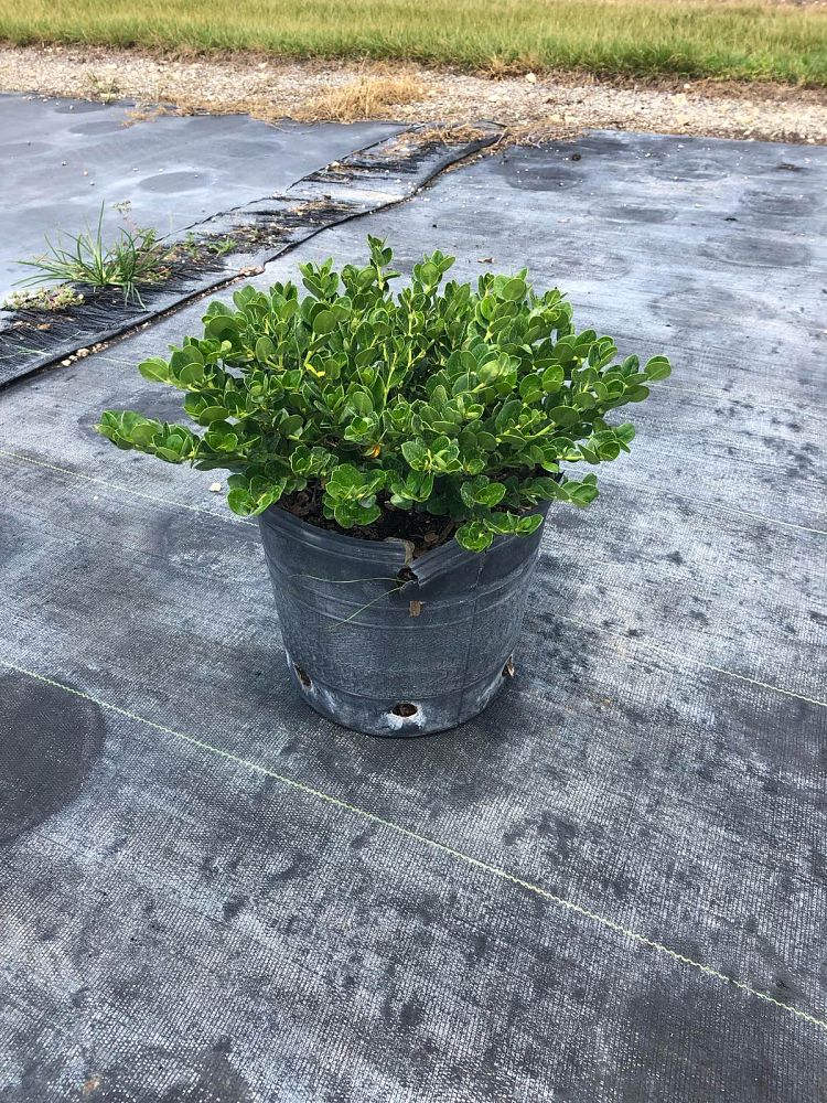 carissa-macrocarpa-boxwood-beauty-natal-plum-carissa-grandiflora