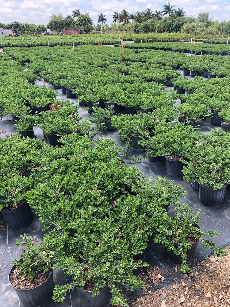 carissa-macrocarpa-boxwood-beauty-natal-plum-carissa-grandiflora