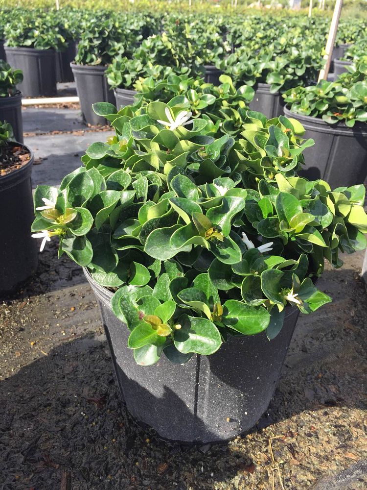 carissa-macrocarpa-boxwood-beauty-natal-plum-carissa-grandiflora