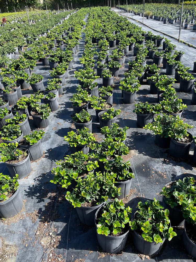 carissa-macrocarpa-boxwood-beauty-natal-plum-carissa-grandiflora