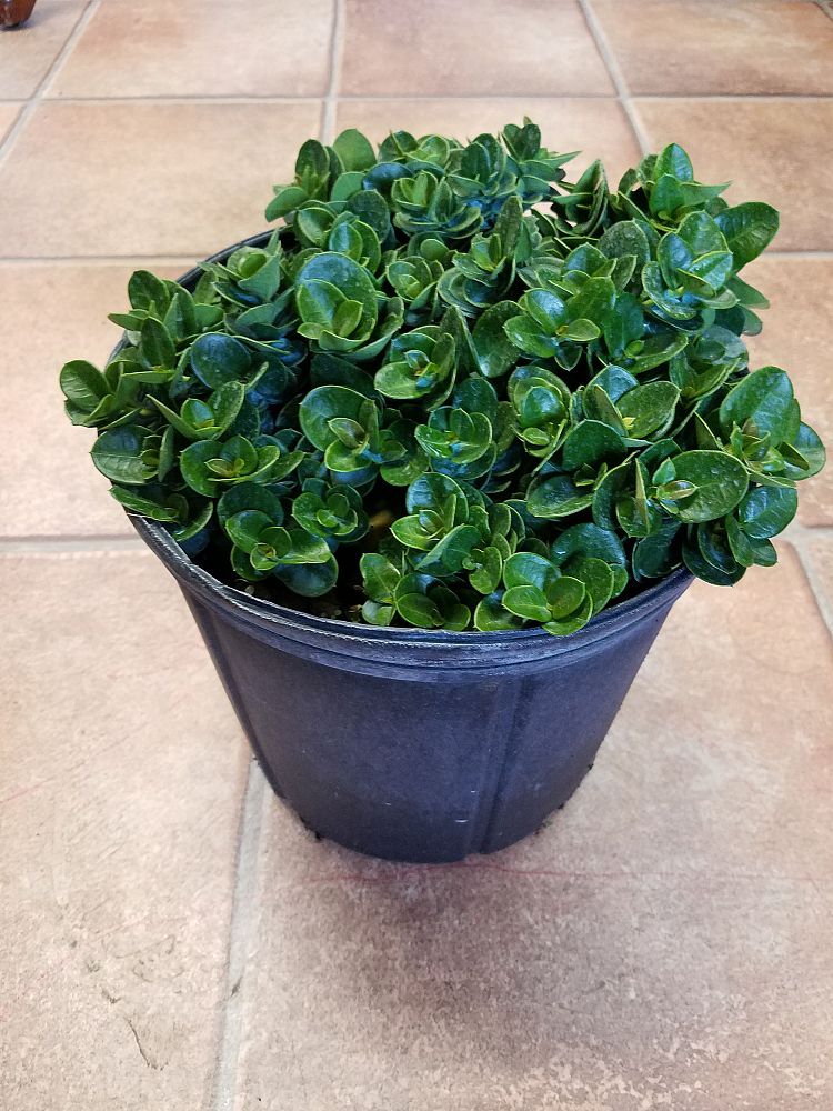 carissa-macrocarpa-boxwood-beauty-natal-plum-carissa-grandiflora