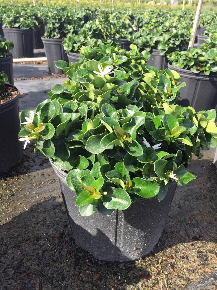 carissa-macrocarpa-boxwood-beauty-natal-plum-carissa-grandiflora