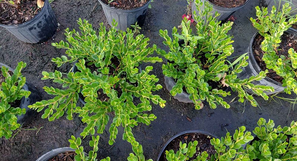 carissa-macrocarpa-boxwood-beauty-natal-plum-carissa-grandiflora
