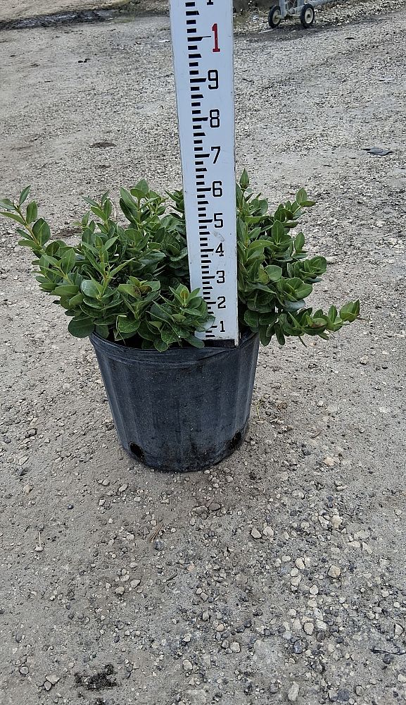 carissa-macrocarpa-boxwood-beauty-natal-plum-carissa-grandiflora
