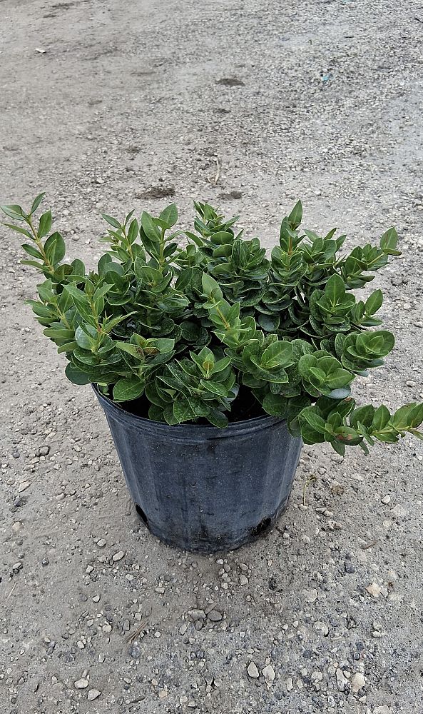 carissa-macrocarpa-boxwood-beauty-natal-plum-carissa-grandiflora