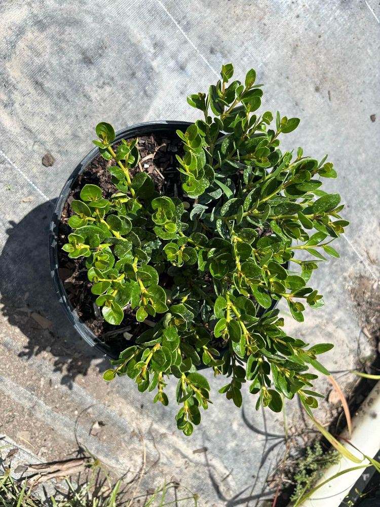 carissa-macrocarpa-boxwood-beauty-natal-plum-carissa-grandiflora