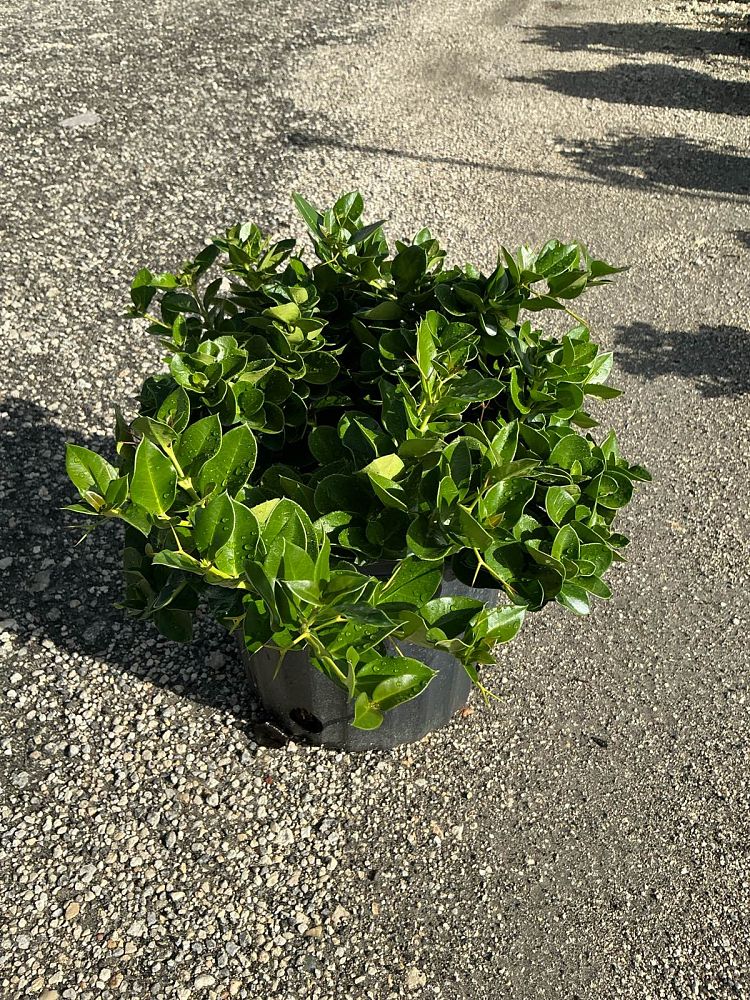 carissa-macrocarpa-boxwood-beauty-natal-plum-carissa-grandiflora