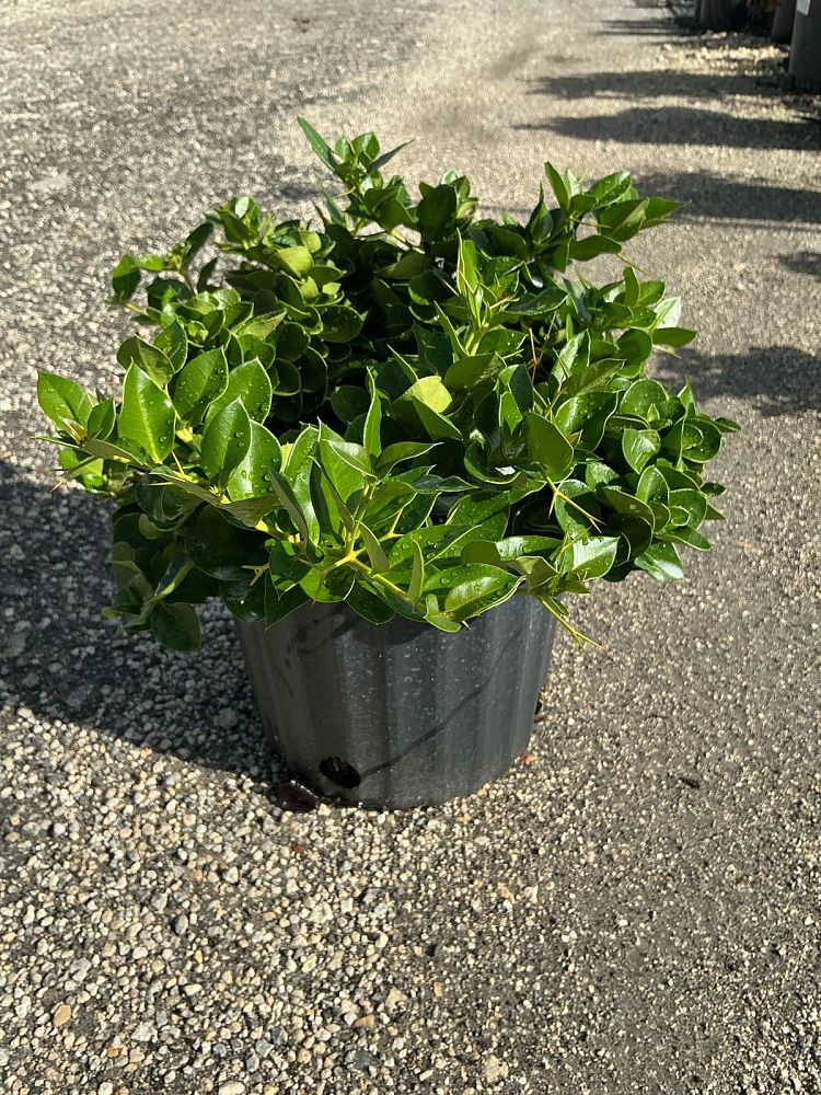 carissa-macrocarpa-boxwood-beauty-natal-plum-carissa-grandiflora