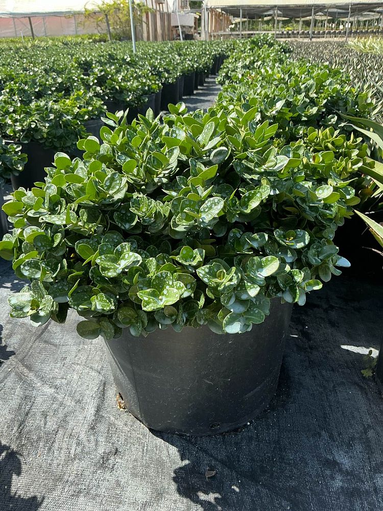 carissa-macrocarpa-boxwood-beauty-natal-plum-carissa-grandiflora