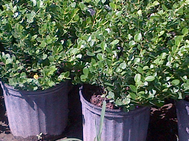 carissa-macrocarpa-emerald-blanket-natal-plum-carissa-grandiflora