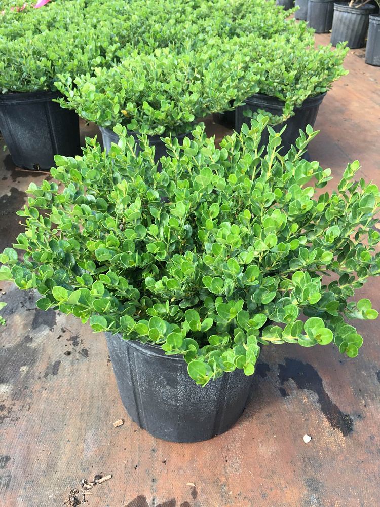 carissa-macrocarpa-emerald-blanket-natal-plum-carissa-grandiflora