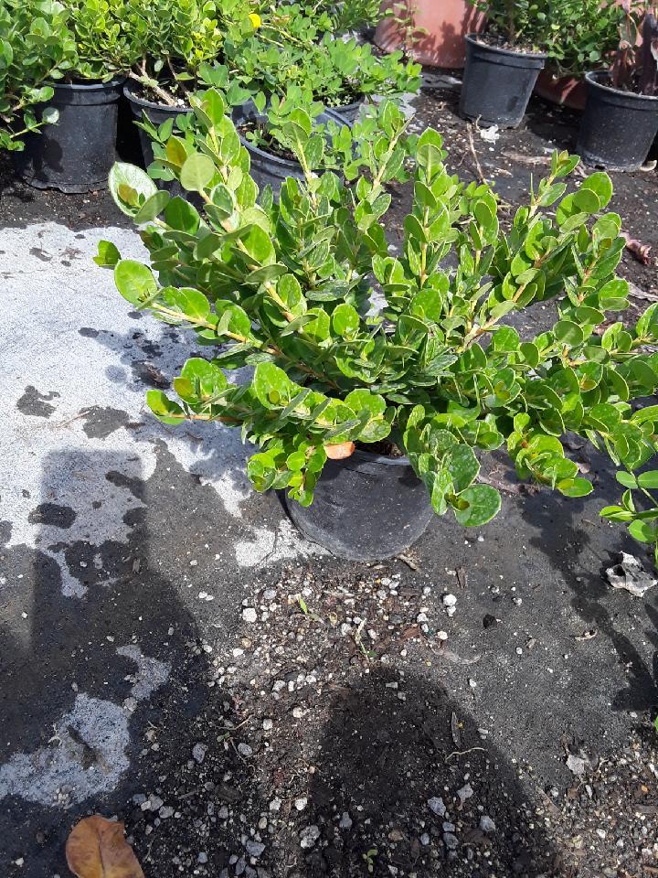 carissa-macrocarpa-emerald-blanket-natal-plum-carissa-grandiflora
