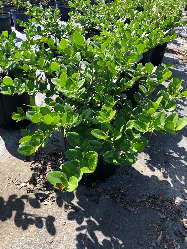carissa-macrocarpa-emerald-blanket-natal-plum-carissa-grandiflora