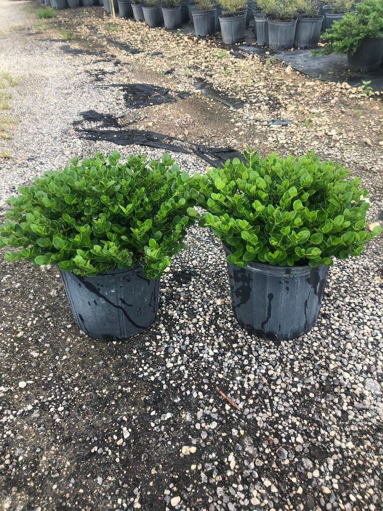 carissa-macrocarpa-emerald-blanket-natal-plum-carissa-grandiflora