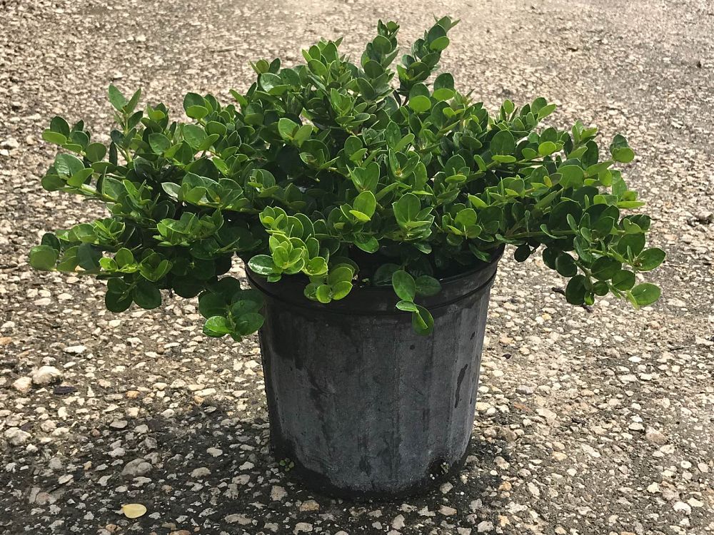 carissa-macrocarpa-emerald-blanket-natal-plum-carissa-grandiflora