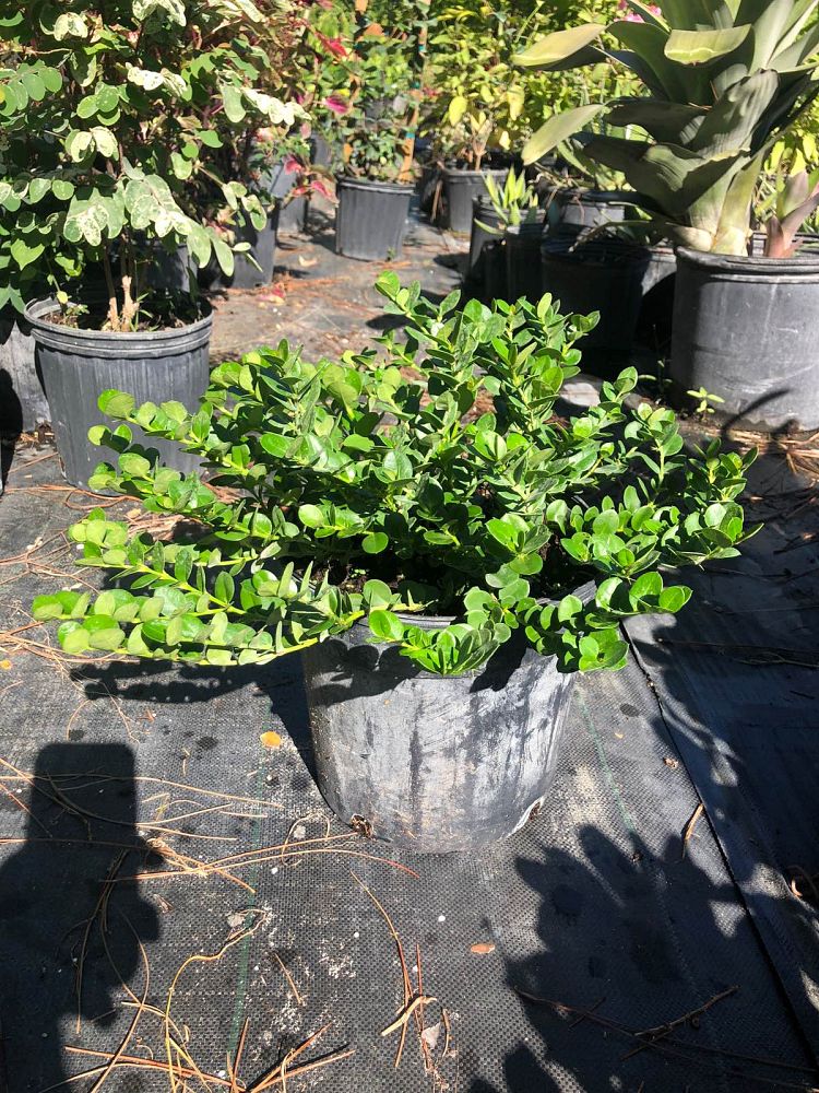 carissa-macrocarpa-emerald-blanket-natal-plum-carissa-grandiflora