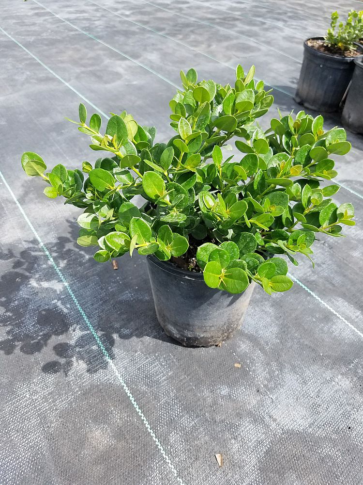 carissa-macrocarpa-emerald-blanket-natal-plum-carissa-grandiflora