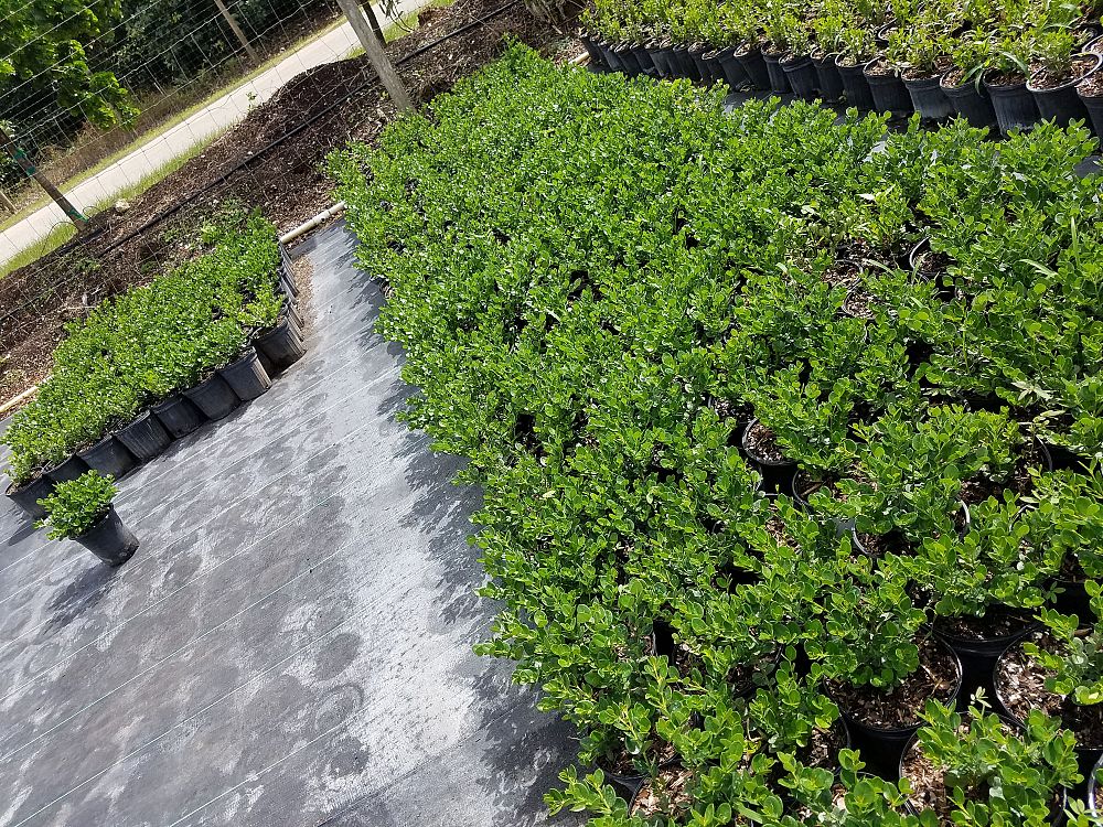 carissa-macrocarpa-emerald-blanket-natal-plum-carissa-grandiflora
