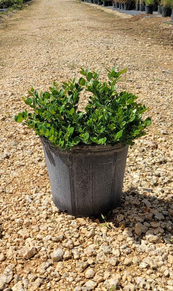 carissa-macrocarpa-emerald-blanket-natal-plum-carissa-grandiflora