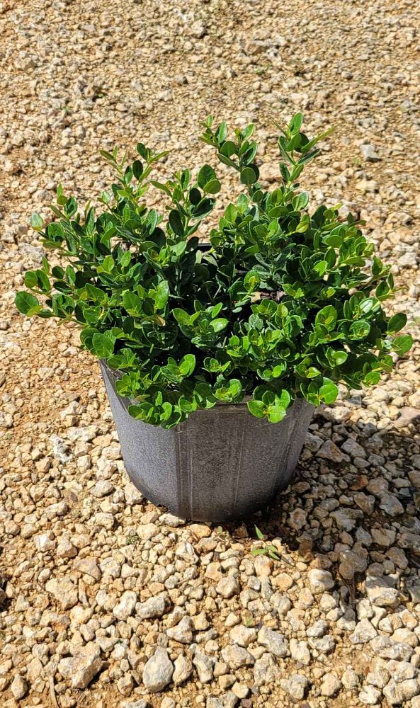 carissa-macrocarpa-emerald-blanket-natal-plum-carissa-grandiflora