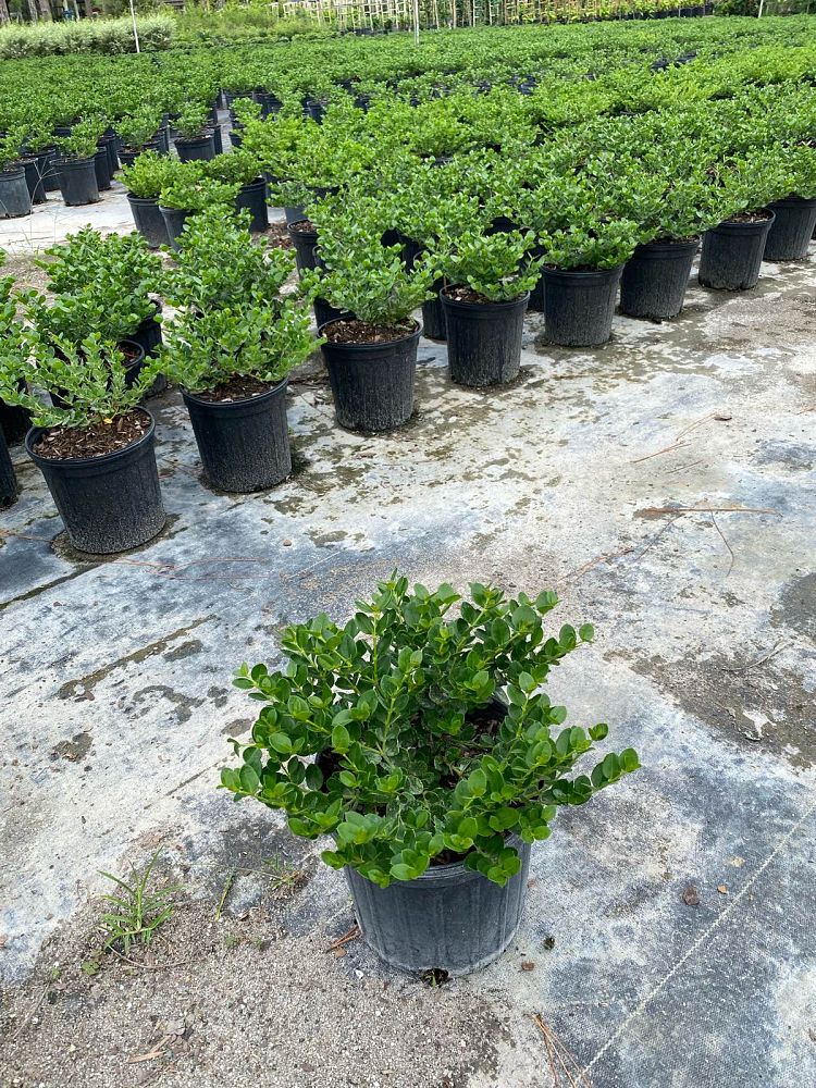 carissa-macrocarpa-emerald-blanket-natal-plum-carissa-grandiflora