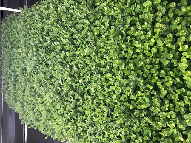 carissa-macrocarpa-emerald-blanket-natal-plum-carissa-grandiflora