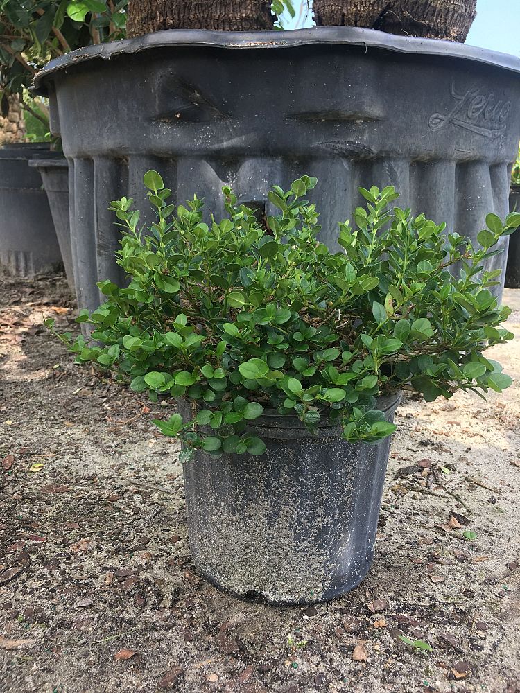 carissa-macrocarpa-emerald-blanket-natal-plum-carissa-grandiflora
